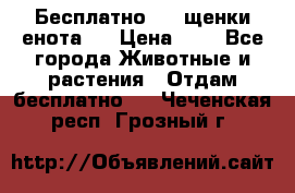 Бесплатно !!! щенки енота!! › Цена ­ 1 - Все города Животные и растения » Отдам бесплатно   . Чеченская респ.,Грозный г.
